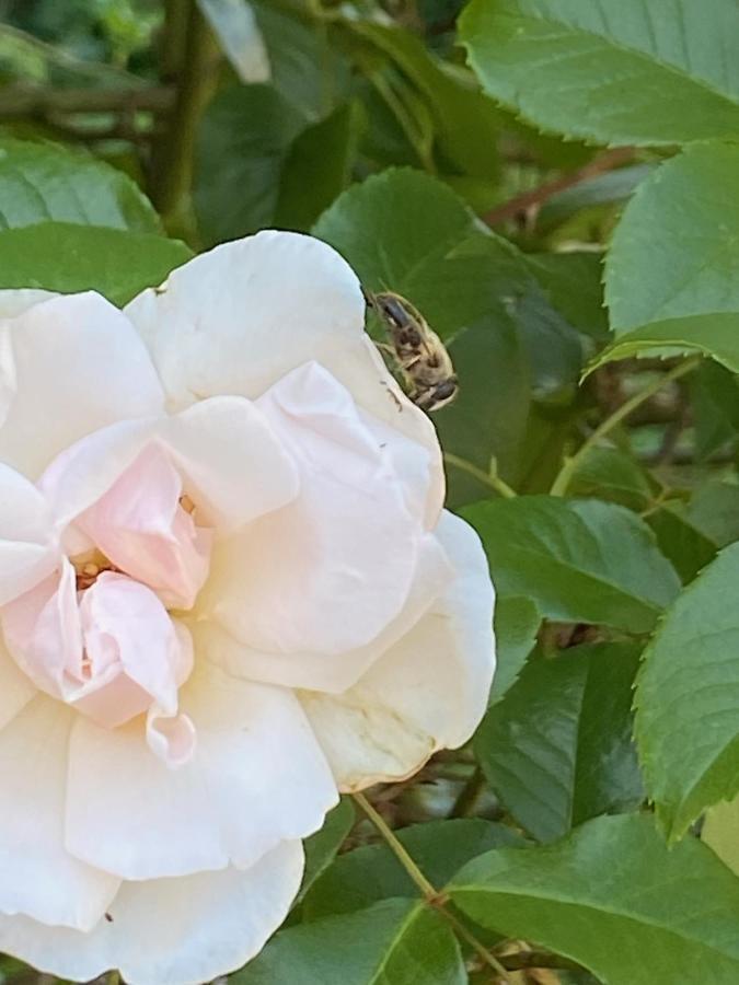 Studio Bienvenue Du Cote De Chez Nous Avec Jardin Privatif Wignehies Kültér fotó