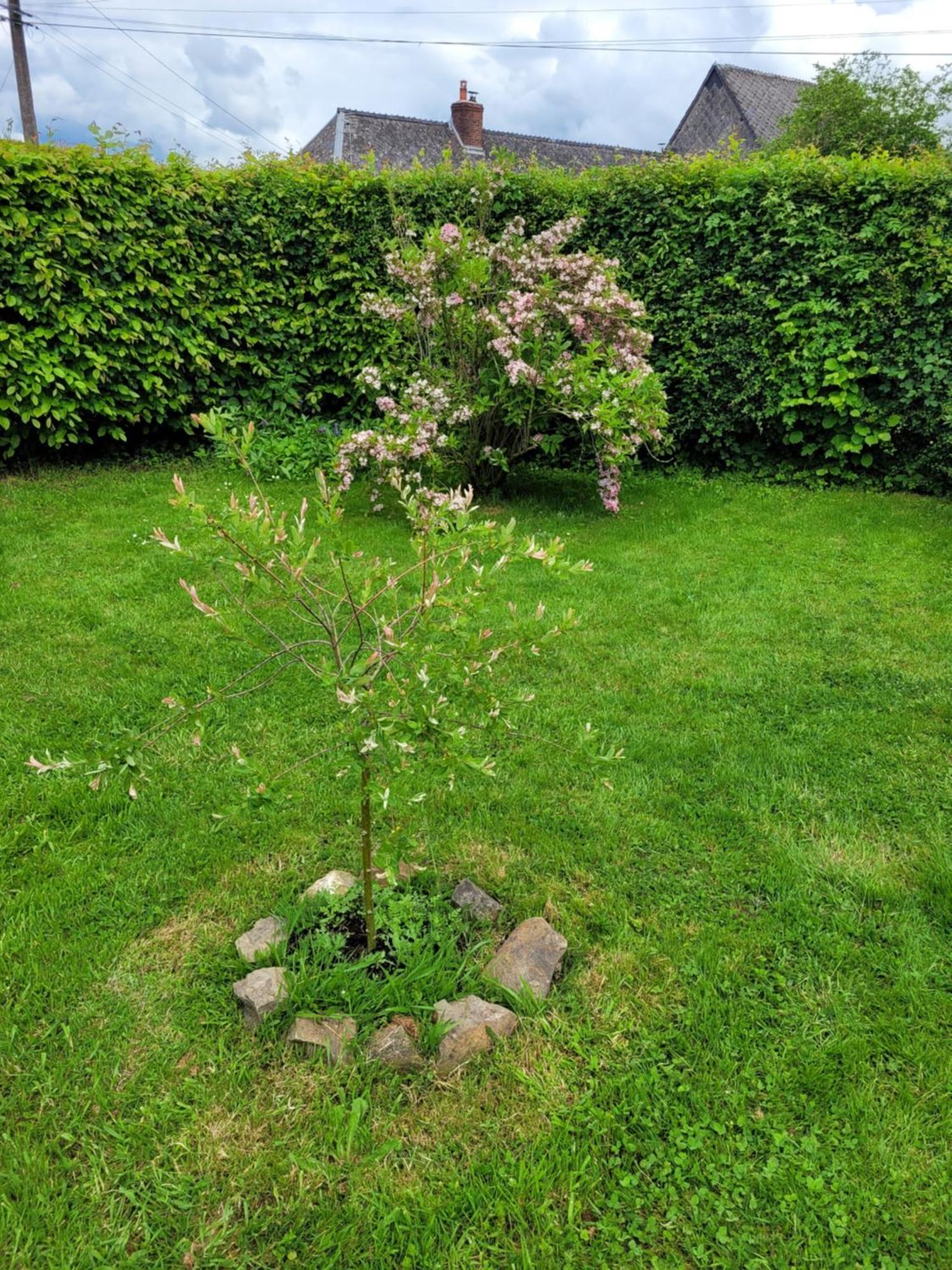 Studio Bienvenue Du Cote De Chez Nous Avec Jardin Privatif Wignehies Kültér fotó